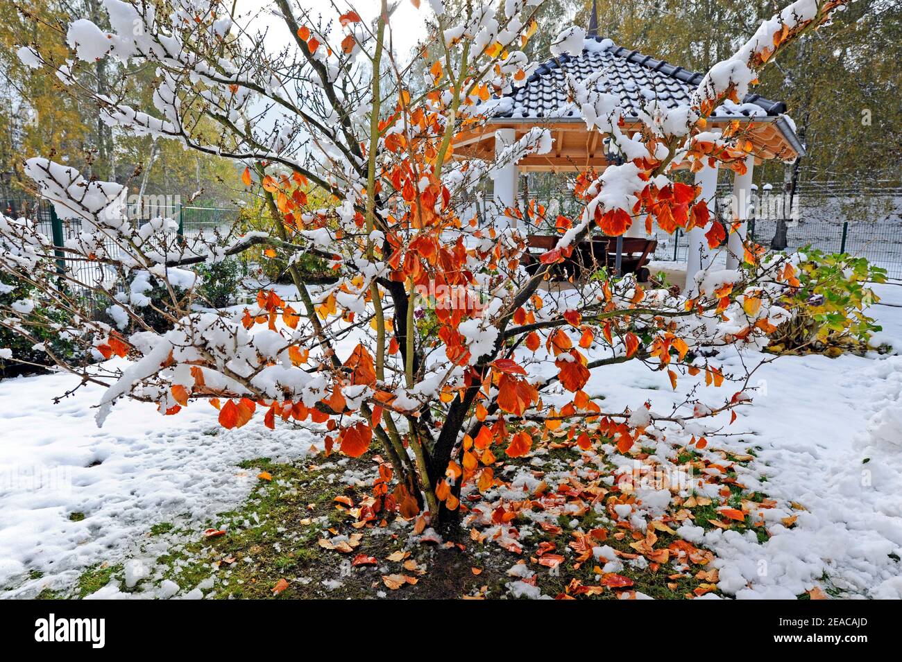 Verschneite Zierwälder, Hamamelis mit bunten Herbstblättern, im ländlichen Wintergarten Stockfoto