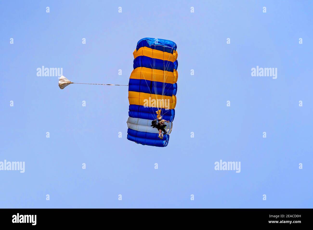 Tandem-Fallschirmspringer gegen einen klaren blauen Himmel mit offenem Fallschirm Bereit zu landen Stockfoto