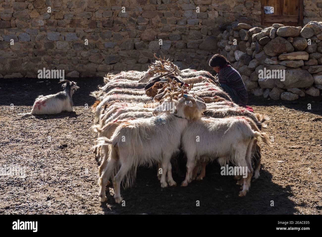 Nomaden am See Tso Moriri, kein Lebewesen soll getötet werden Stockfoto