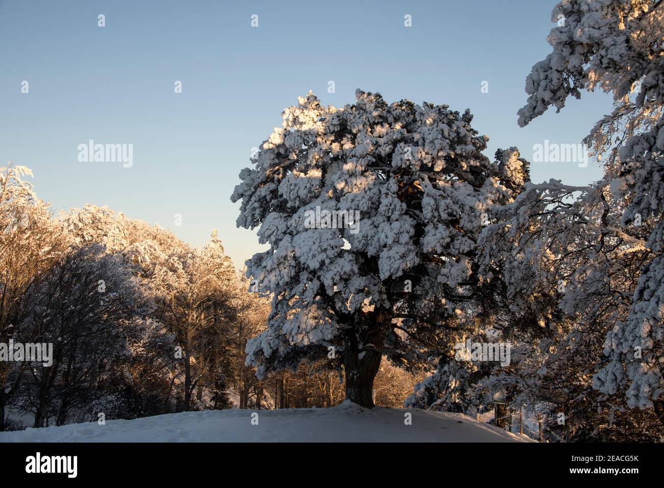 Schweiz, Winterlandschaft im Jura Stockfoto