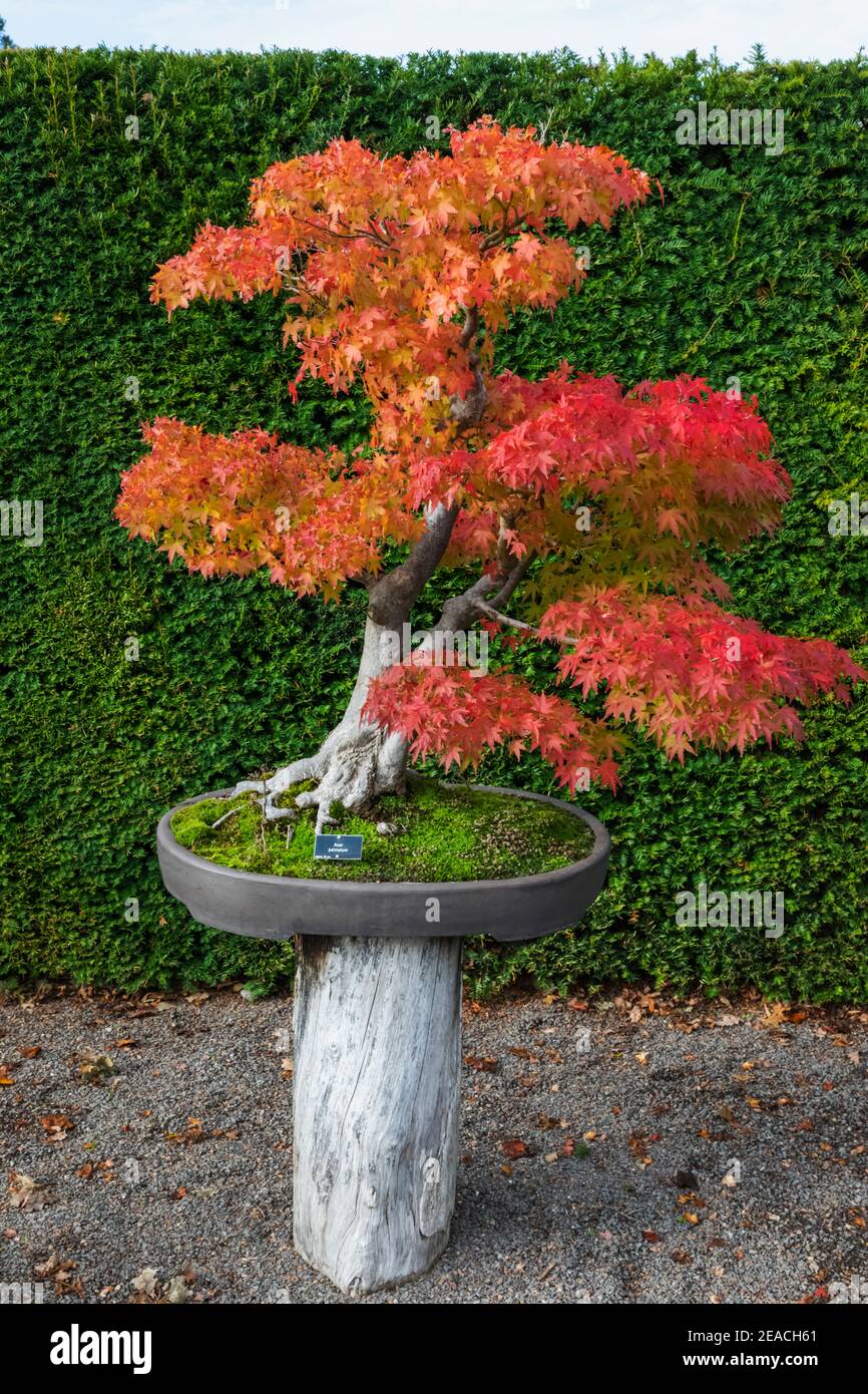 England, Surrey, Guildford, RHS Wisley, Bonsai Baum mit Herbstfarben Stockfoto