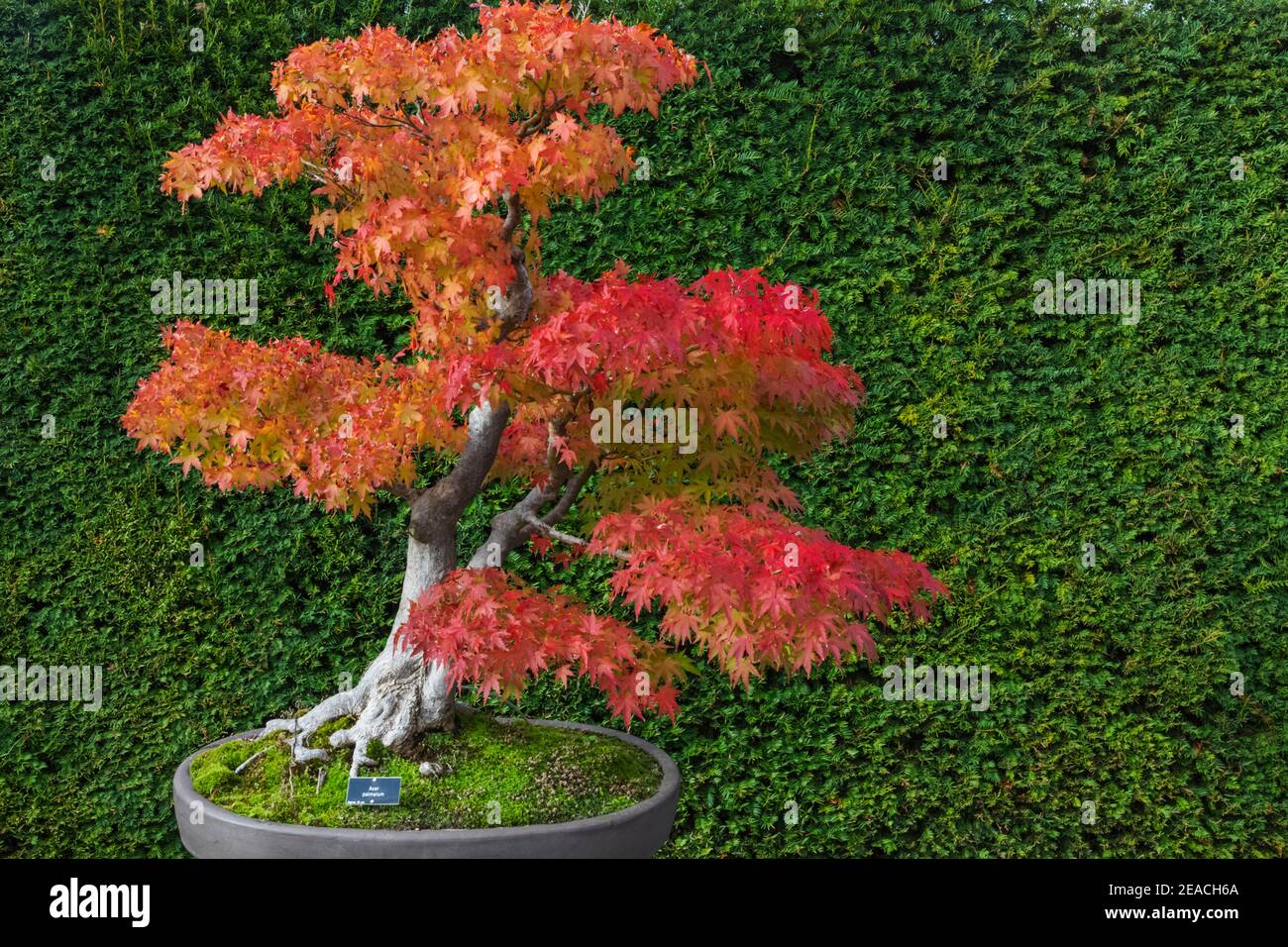 England, Surrey, Guildford, RHS Wisley, Bonsai Baum mit Herbstfarben Stockfoto
