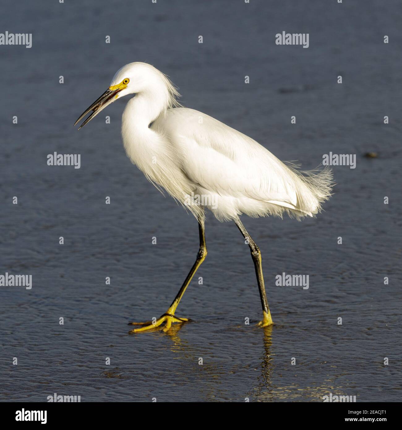 Ein Schneegreiher mit einer Krabbe im Schnabel Stockfoto
