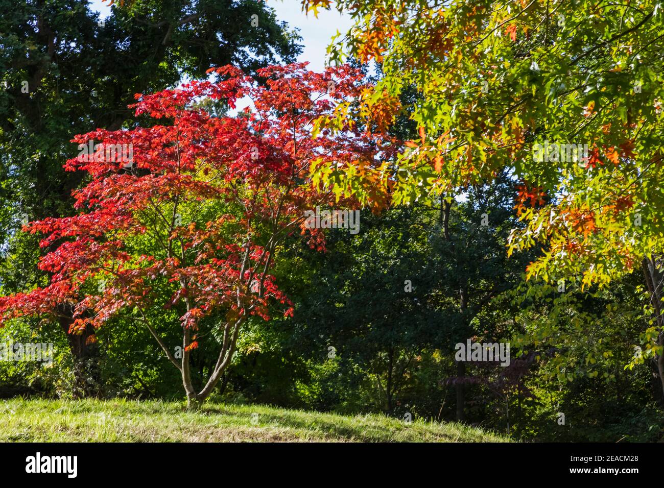 England, Surrey, Guildford, RHS Wisley, Herbstfarben Stockfoto