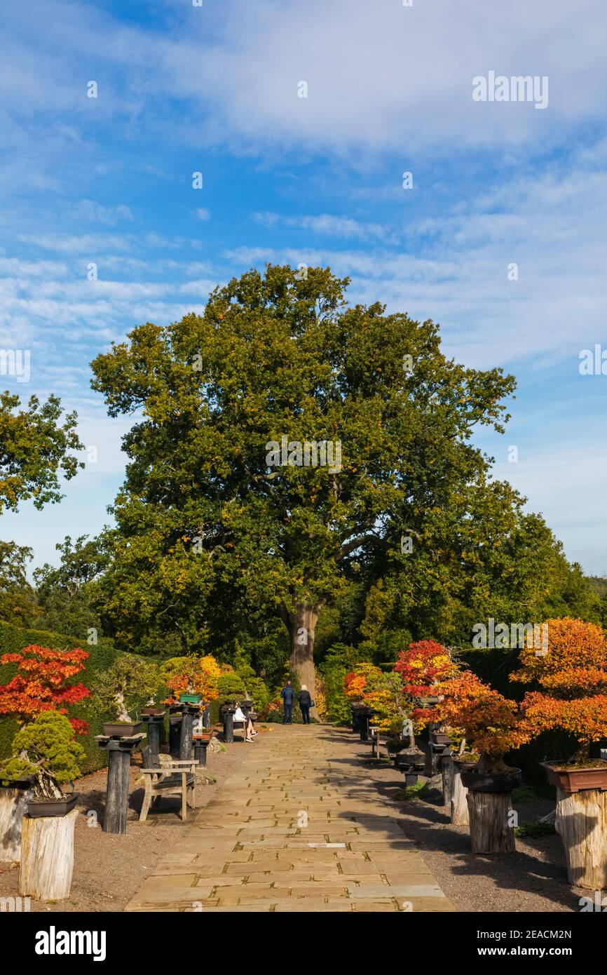 England, Surrey, Guildford, RHS Wisley, Bonsai Spaziergang mit Herbstfarben Stockfoto
