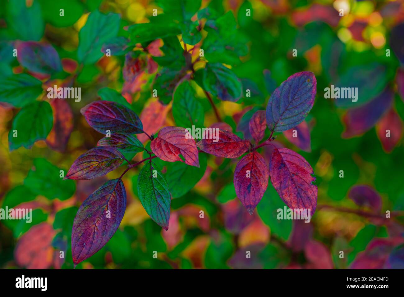 Bunte Farben im Herbst, Zierstrauch im Wald mit herbstlich gefärbten Blättern Stockfoto