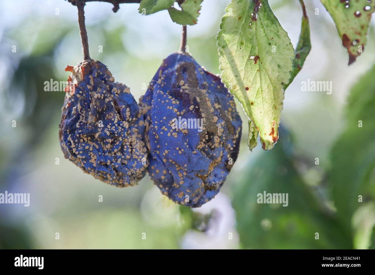 Pflaumenfrucht infiziert durch Pilzkrankheit Monilia cinerea in Orchard. Makro. Stockfoto