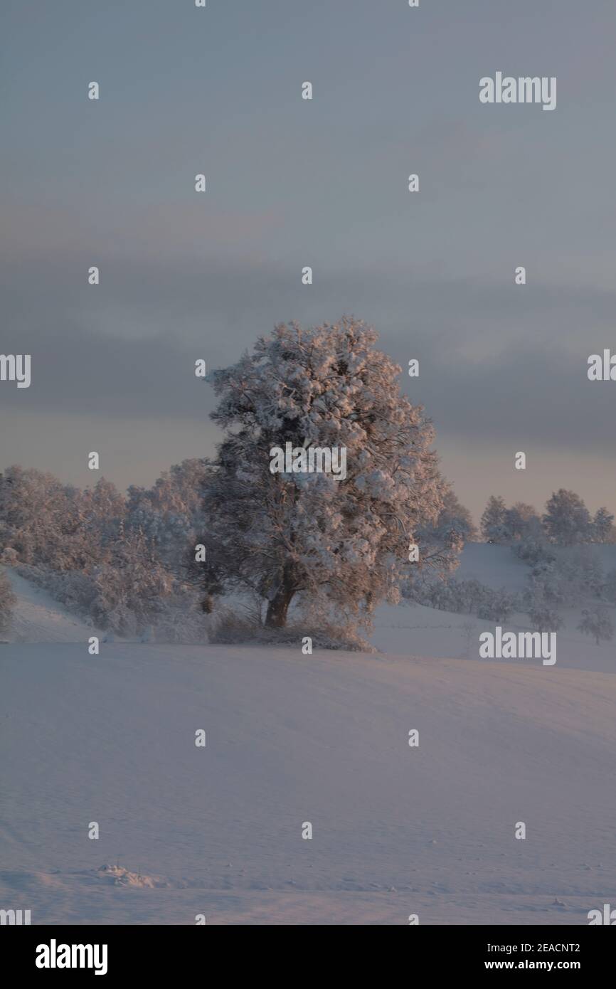 Winterlandschaft, Schnee, Bäume, Sonnenuntergang Stockfoto