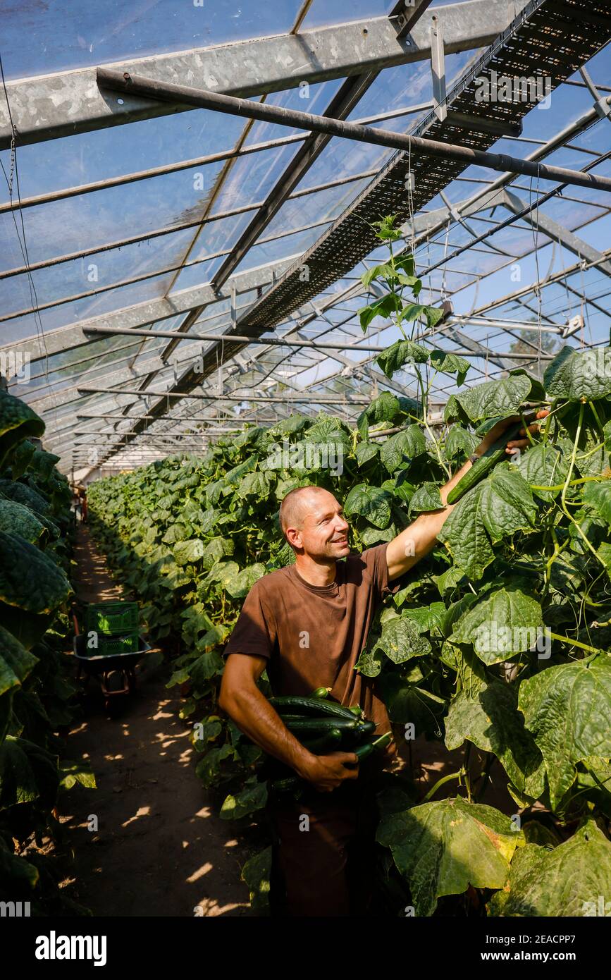 Wittichenau, Oberlausitz, Sachsen, Deutschland - Gurkenernte auf dem familiär geführten Bauernhof Domanja und Gemüsegarten erntet ein Mitarbeiter die reifen Gurken im Gewächshaus. Stockfoto