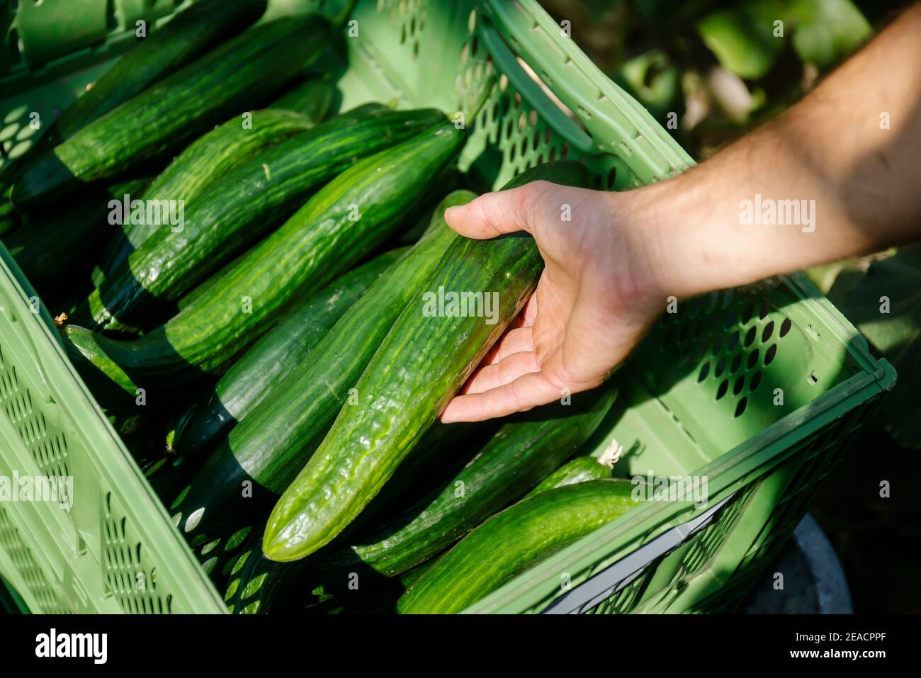 Wittichenau, Oberlausitz, Sachsen, Deutschland - Gurkenernte auf dem Bauernhof Domanja und Gemüsefarm erntet ein Mitarbeiter die reifen Gurken im Gewächshaus. Stockfoto