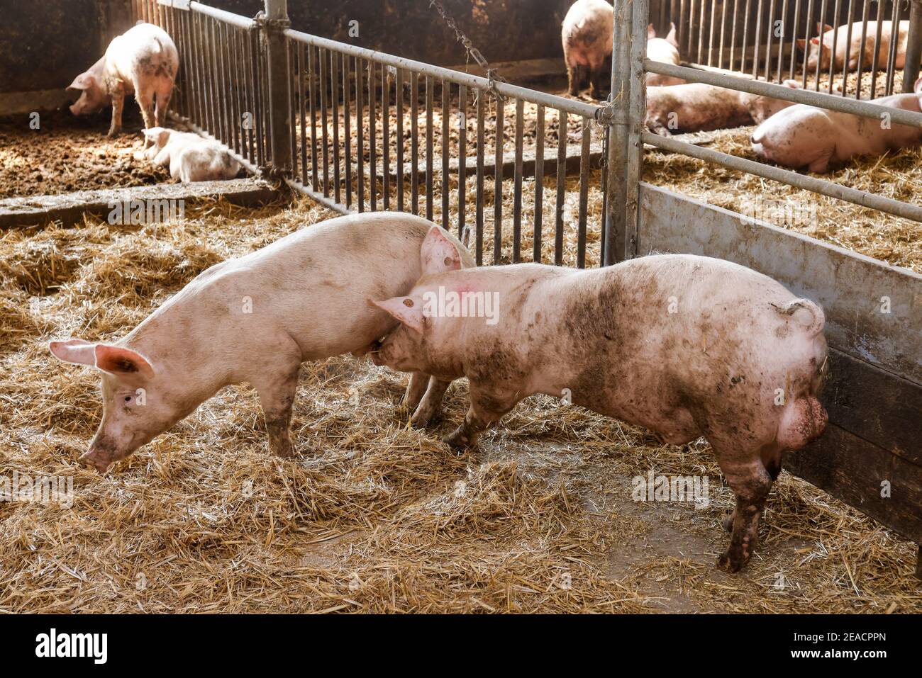 Oberlausitz, Sachsen, Deutschland - Bio-Schweine in der Scheune werden die Tiere auf Stroh in artgerechter Weise auf diesem Hof gehalten, mit großzügiger Fläche über den Bio-Normen und gefüttert mit selbst produziertem hauseigenem Futter, nachdem sie gegessen haben, dürfen die Schweine wieder nach draußen gehen. Stockfoto