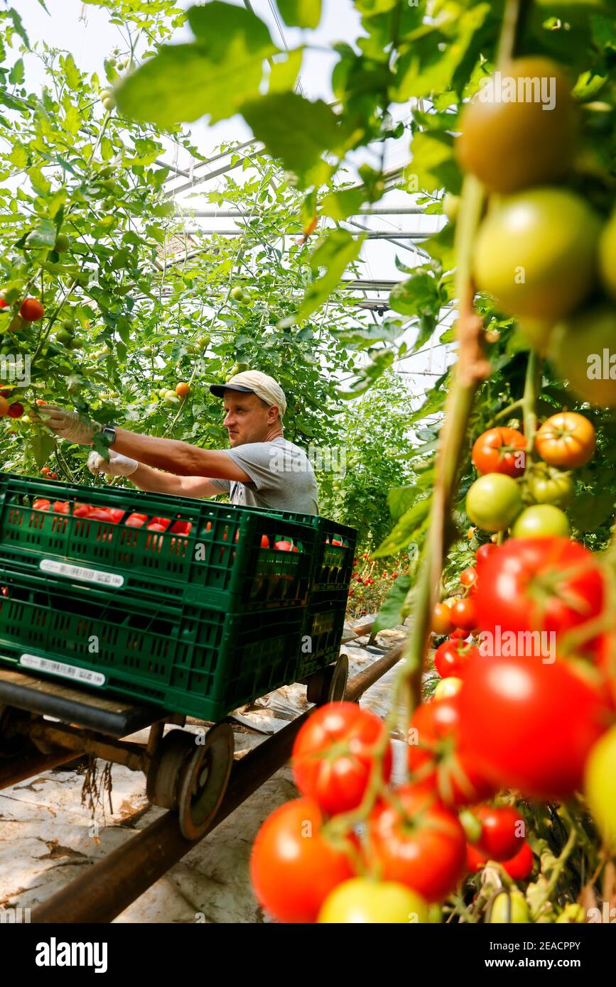 Wittichenau, Oberlausitz, Sachsen, Deutschland - Tomatenernte auf dem familiär geführten Bauernhof Domanja und Gemüsefarm arbeiten bis zu 25 Mitarbeiter auf dem Inklusionsfarm, darunter 5 Mitarbeiter mit schweren Behinderungen, hier erntet ein Festangestellter mit schweren Behinderungen reife Tomaten im Gewächshaus. Stockfoto