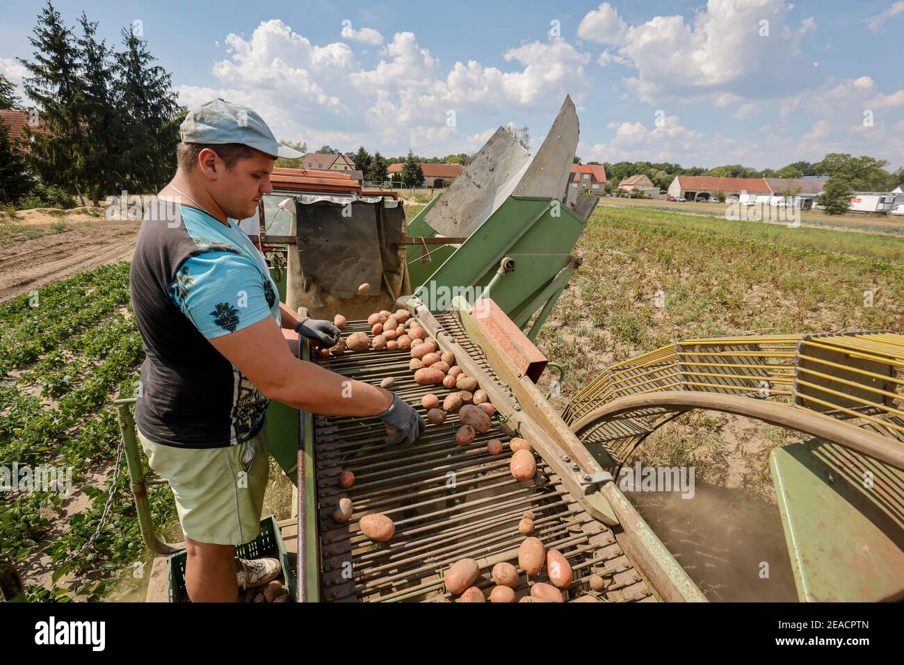 Wittichenau, Oberlausitz, Sachsen, Deutschland - die Kartoffelernte auf dem familiär geführten Bauernhof Domanja und Gemüsehof sortiert ein Mitarbeiter die Kartoffeln. Stockfoto