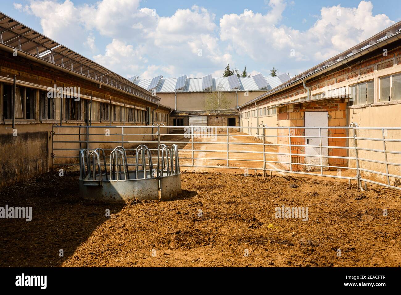 Wittichenau, Oberlausitz, Sachsen, Deutschland - Viehställe, ehemalige LPG-Gebäude jetzt mit Sonnendach, auf dem familiär geführten Domanja-Hof und Gemüsebetrieb werden Rinder artgerecht auf Stroh gehalten, mit großzügigen Flächen nach ökologischen Standards und mit Eigenfutter gefüttert, hier der Außenbereich. Stockfoto
