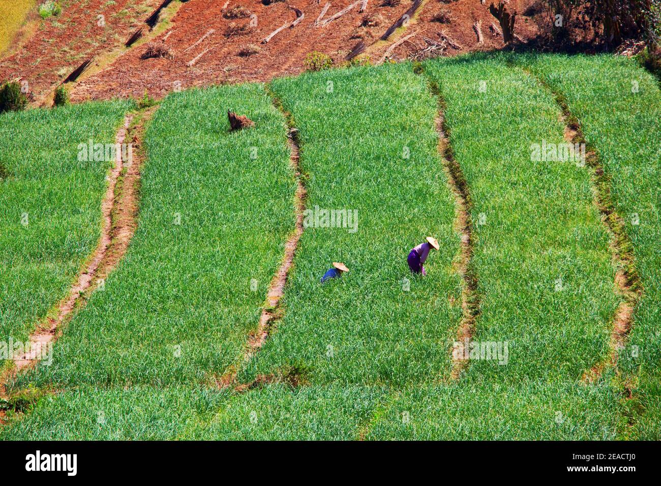 Kleine Reispflanzen in einem Zuchtfeld leuchten in einem Leuchtend grüne Farbe in Myanmar Stockfoto