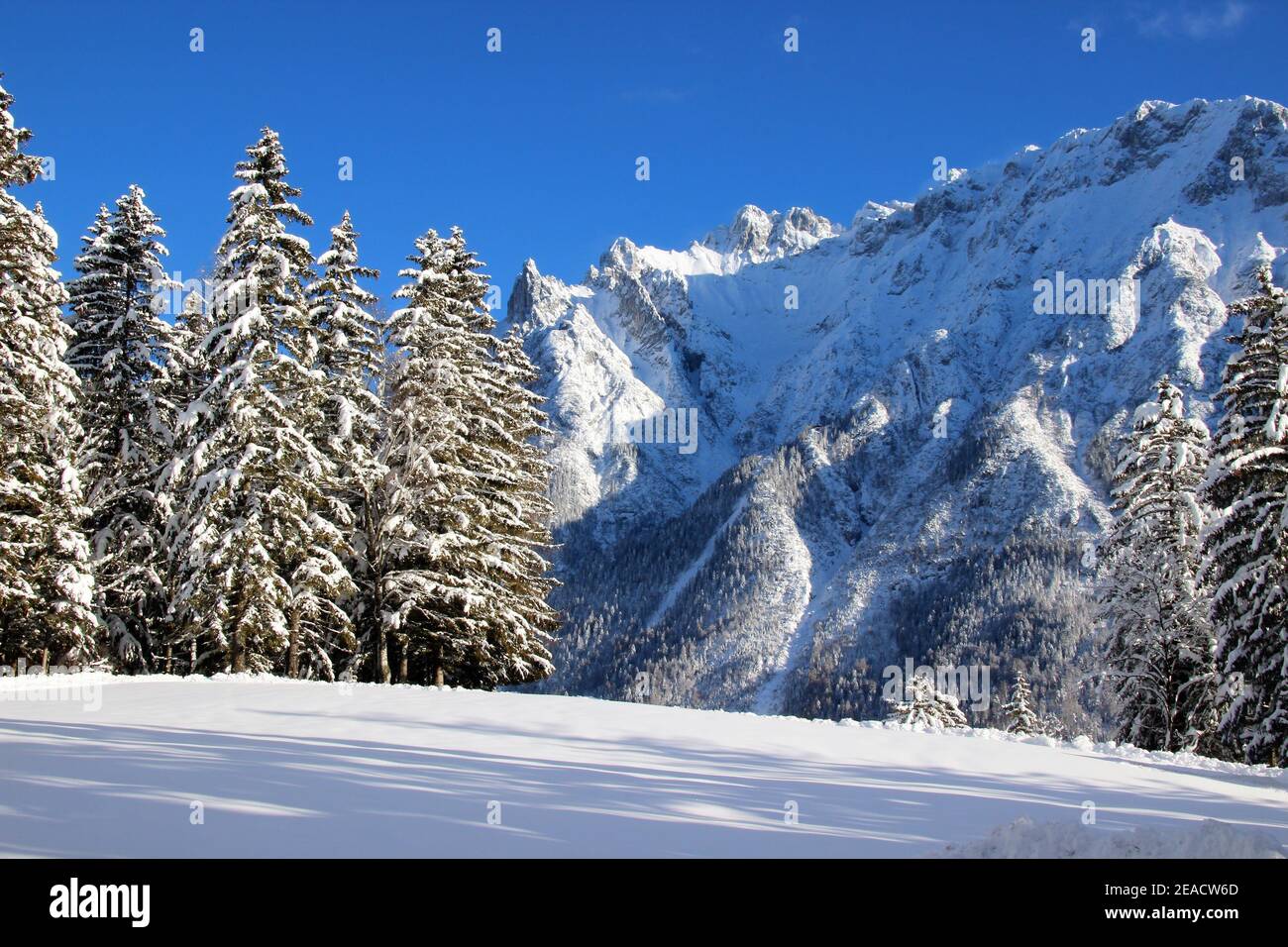 Winterwald vor dem Karwendelgebirge, Mittenwald, Werdenfelser Land, Oberbayern, Bayern, Süddeutschland, Deutschland, Europa Stockfoto