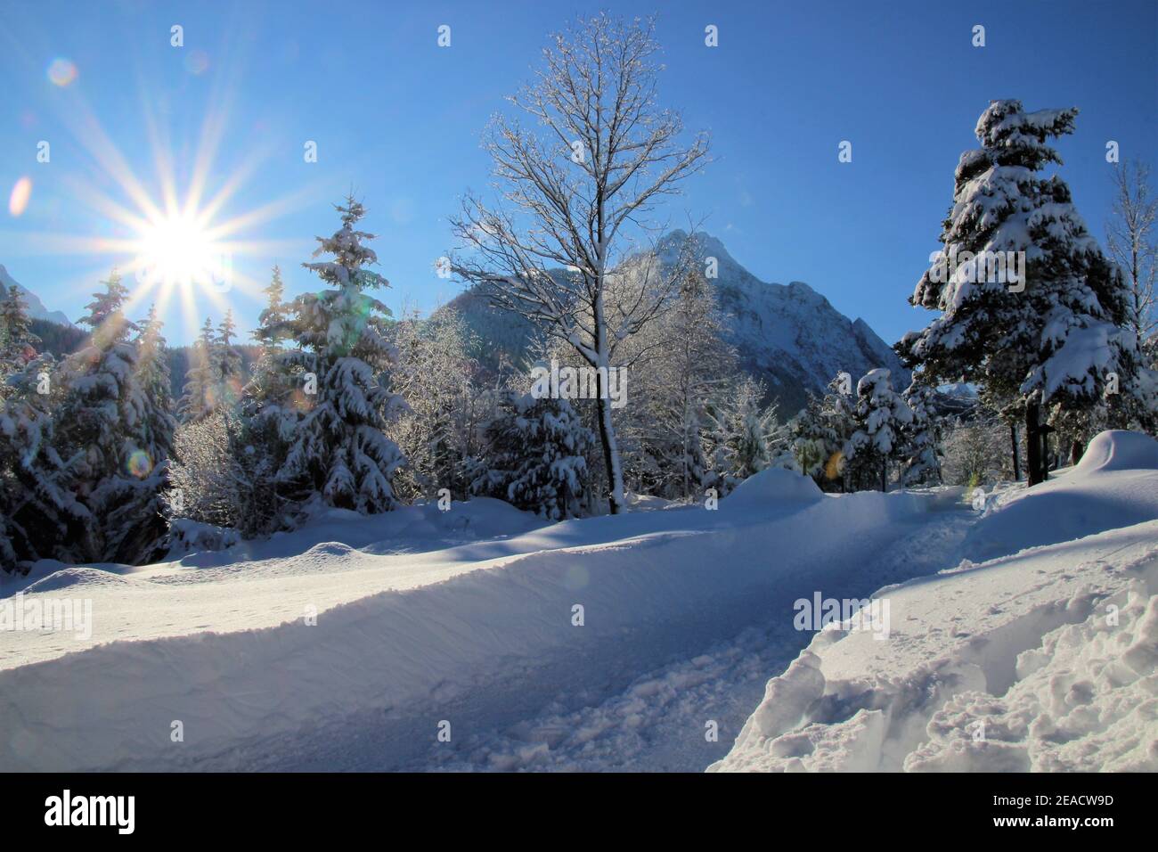 Winterwald vor dem Karwendelgebirge, Mittenwald, Werdenfelser Land, Oberbayern, Bayern, Süddeutschland, Deutschland, Europa Stockfoto