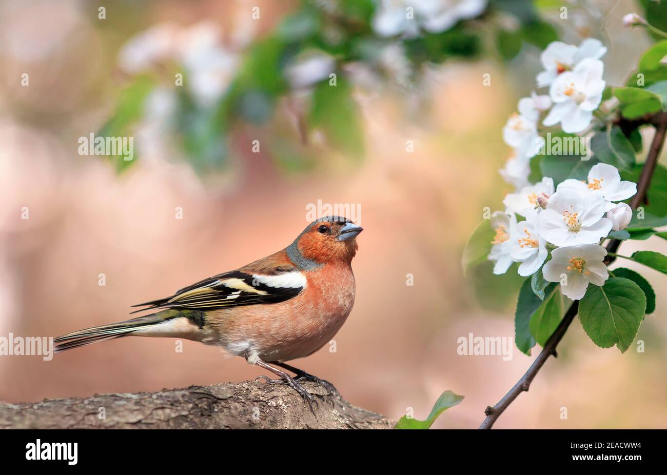 der singvogel-Finch sitzt auf einem Ast eines Apfelbaums Mit weißen Blumen in einem sonnigen Frühlingspark Stockfoto