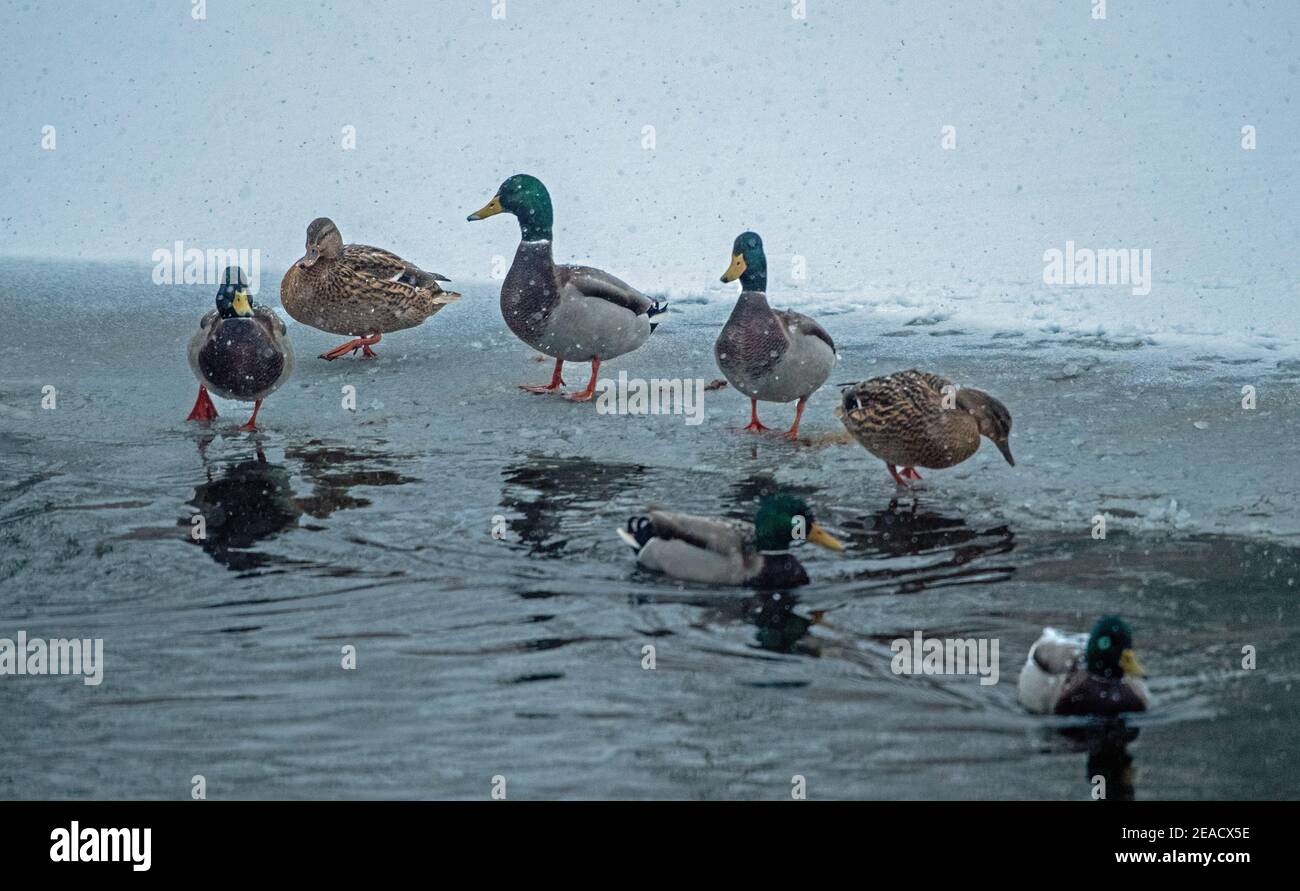 Enten im Winter Stockfoto