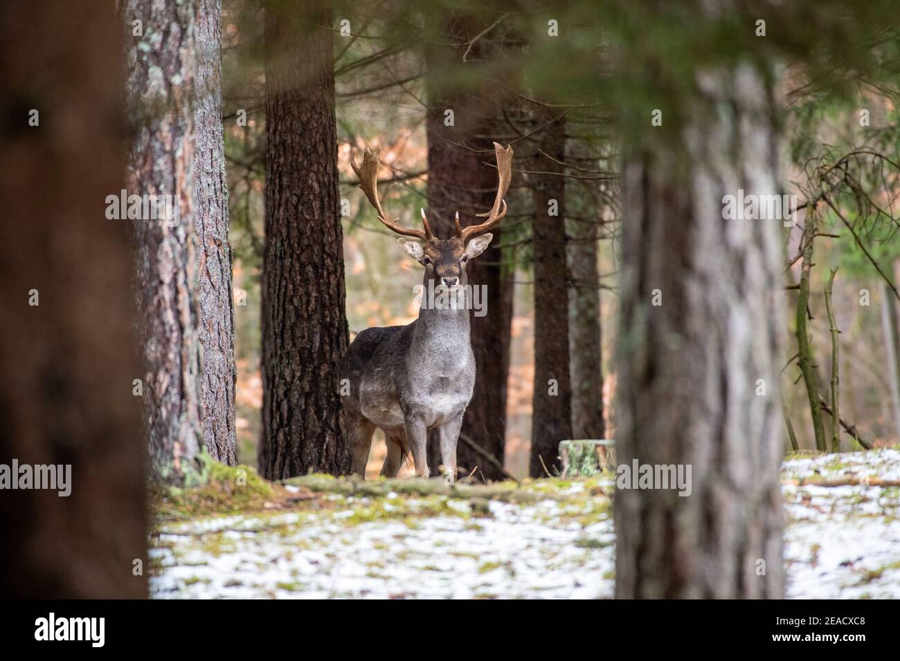 Damwild im Winter Wald Stockfoto