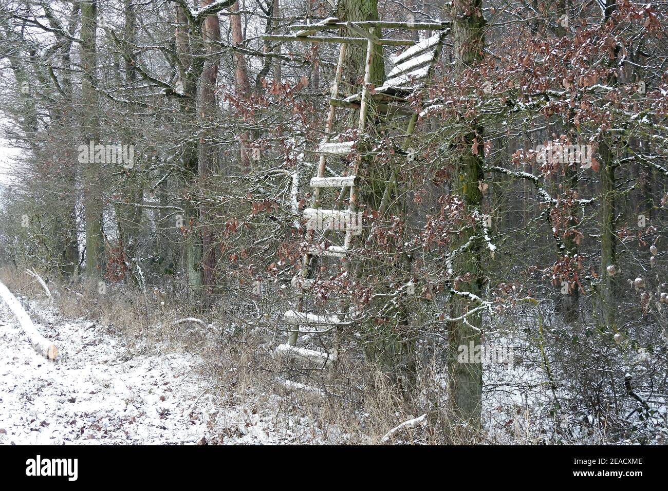 Wald, hoher Sitz Stockfoto