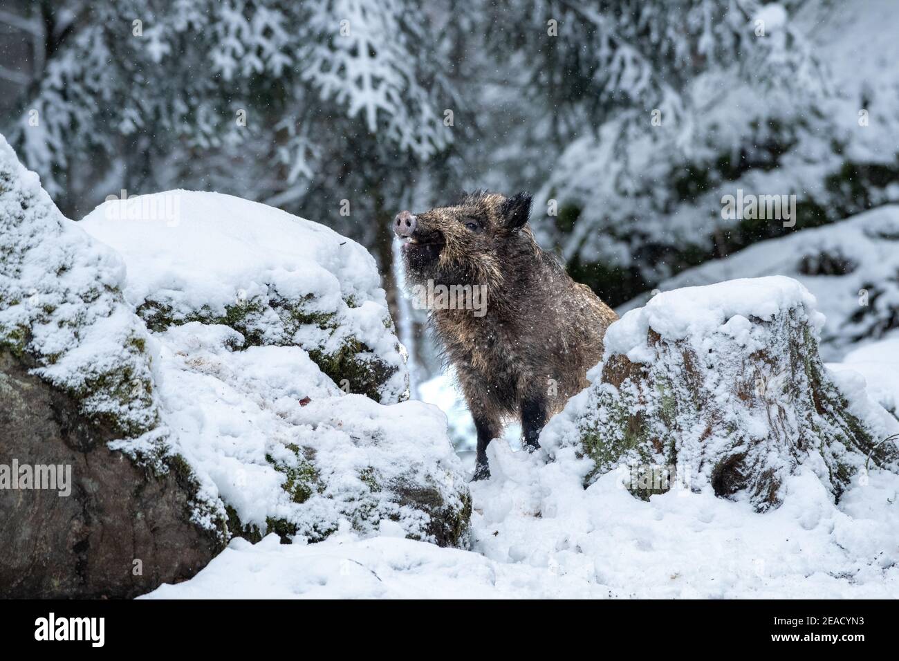 Wildschwein im Schnee Stockfoto