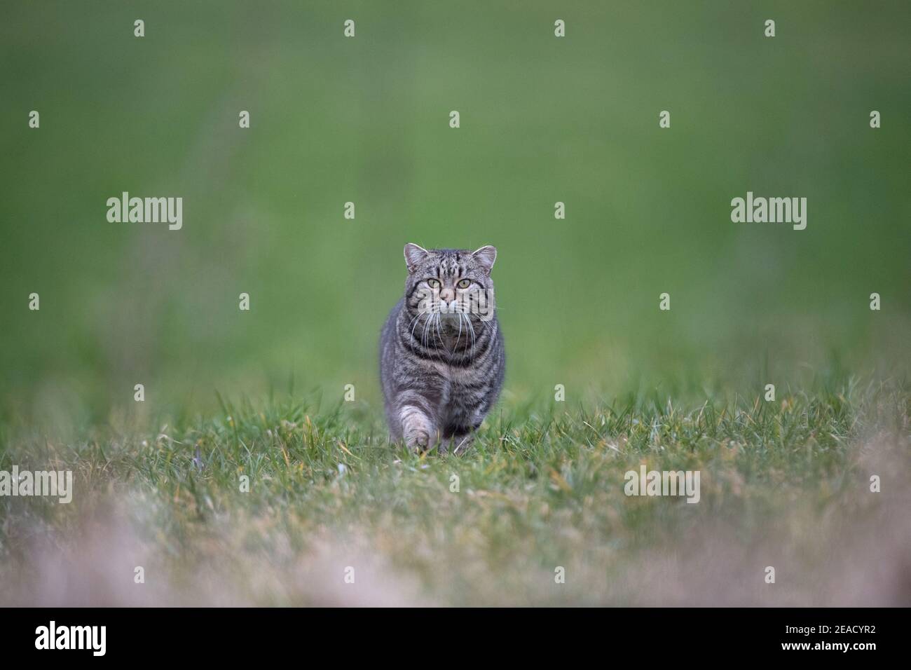 Jagd nach Hauskatze Stockfoto