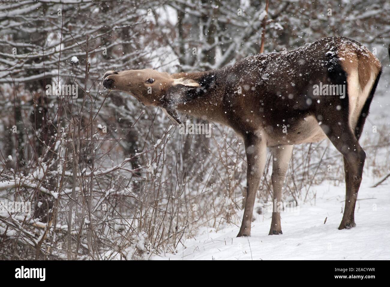 Rotwild im winter Stockfoto