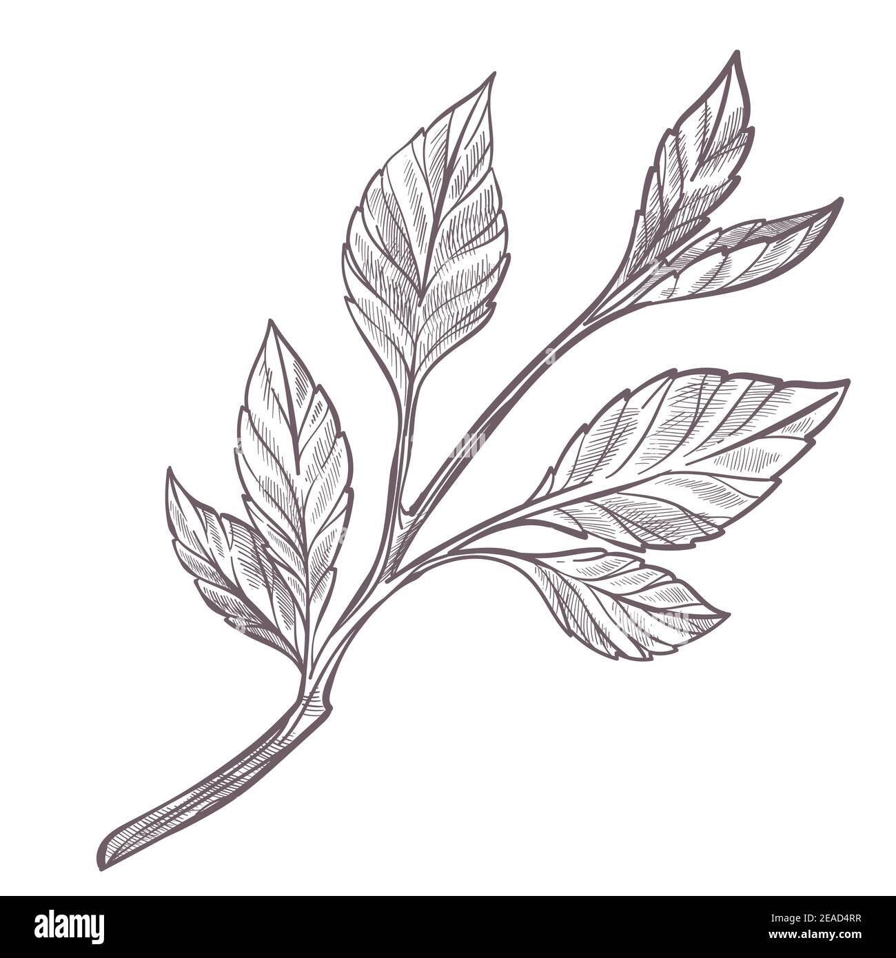 Kleine Sprössling oder Zweig mit Blättern monochrom Stock Vektor