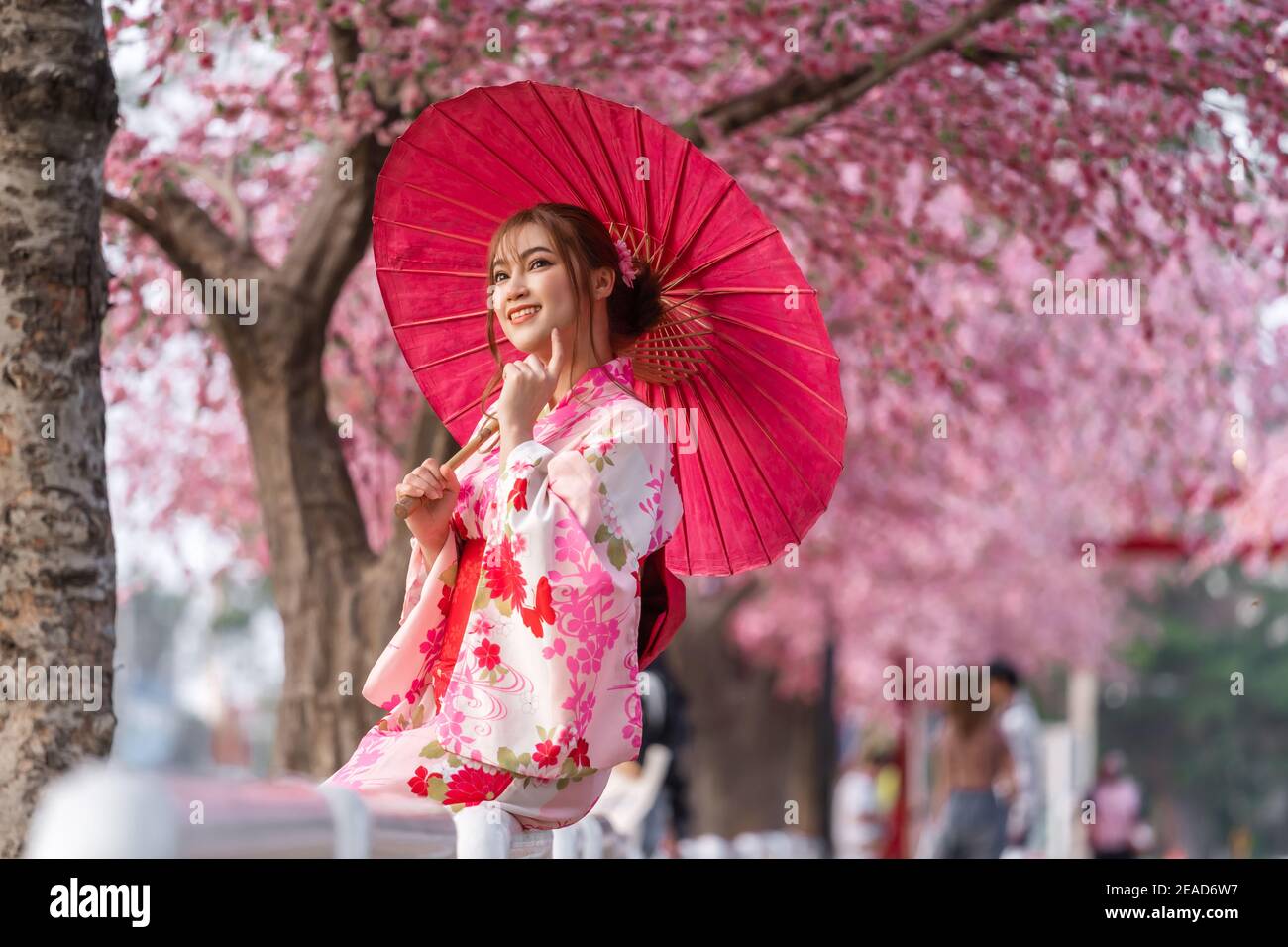 Frau in Yukata (Kimono-Kleid) Halten Regenschirm und suchen Sakura Blume oder Kirschblüte blühen Im Garten Stockfoto