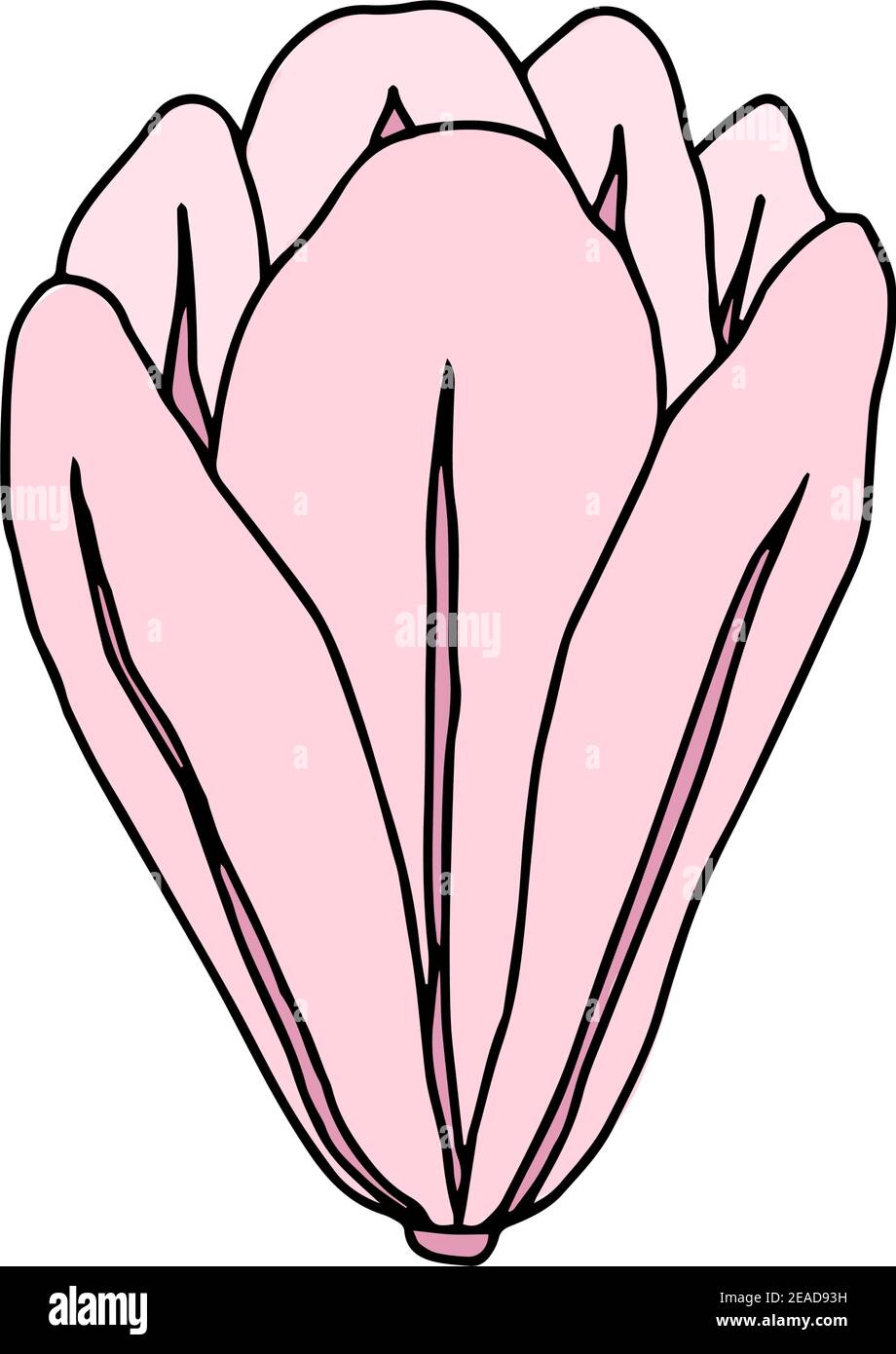 Vektor rosa Silhouette von Hand gezeichnet Magnolie Blume isoliert auf weißem Hintergrund. Frühling Natur Illustration, Skizze, Doodle. Stock Vektor