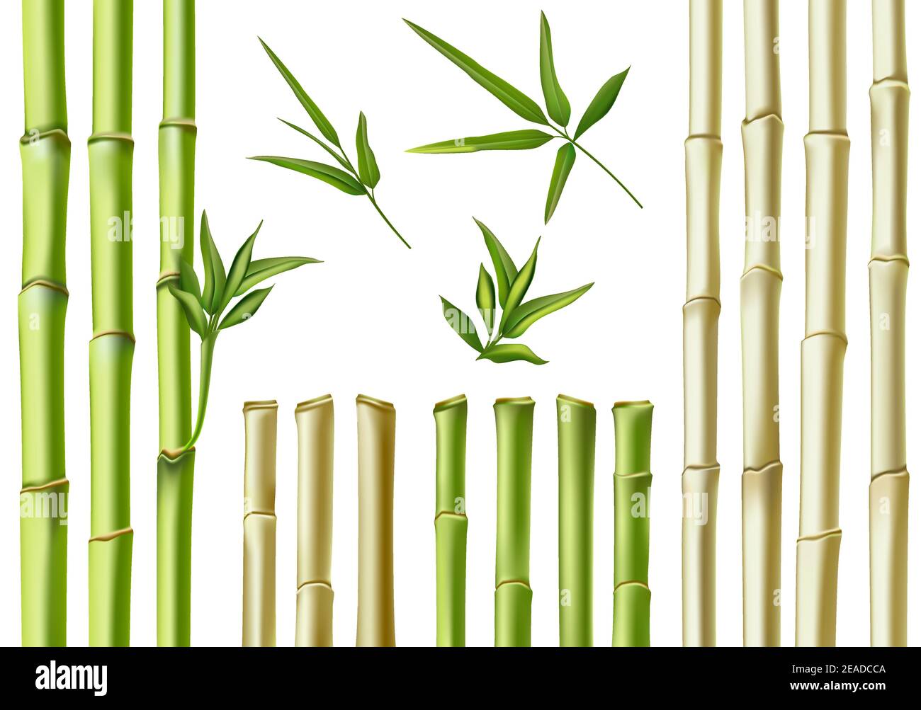 Realistische Bambusstäbchen. 3D grüne und braune Zweige, Stängel und Blätter. Natur botanische hohle Stöcke. Asiatische Bambus Öko Dekoration Vektor-Set Stock Vektor
