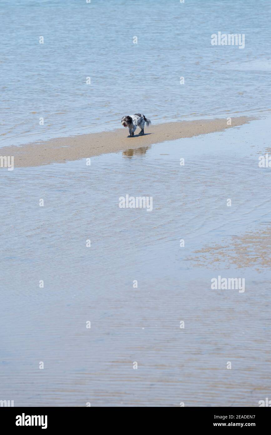 Ein Hund, der alleine am Sandstrand läuft Stockfoto