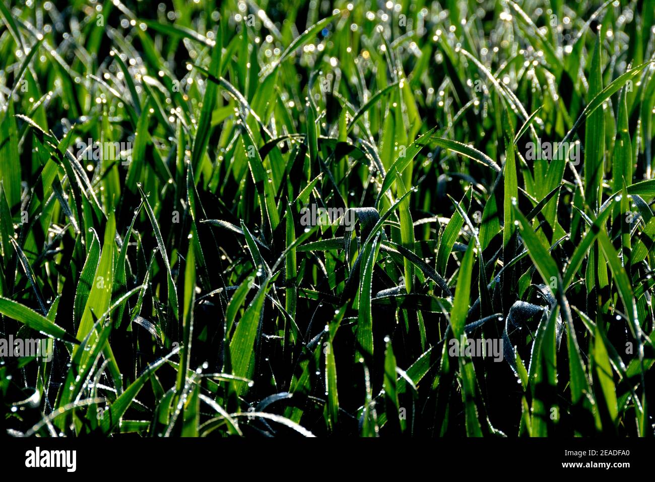 Nahaufnahme von Wassertropfen und frischem Gras Stockfoto