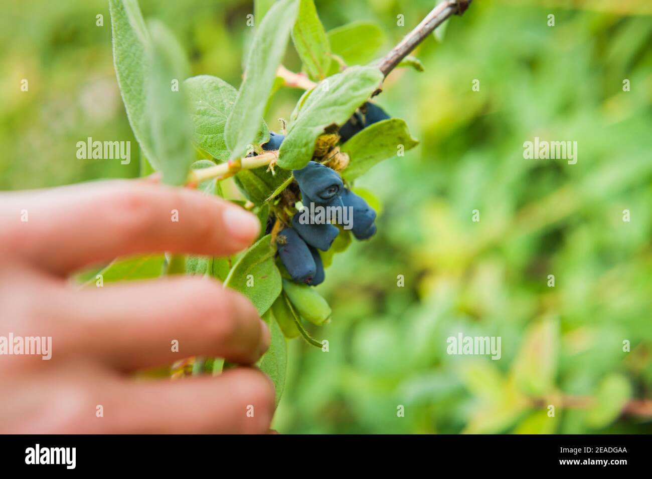 Lonicera caerulea kamtschatica - leckere dunkelblaue gesunde Frucht auf dem Busch im essbaren Garten. Stockfoto
