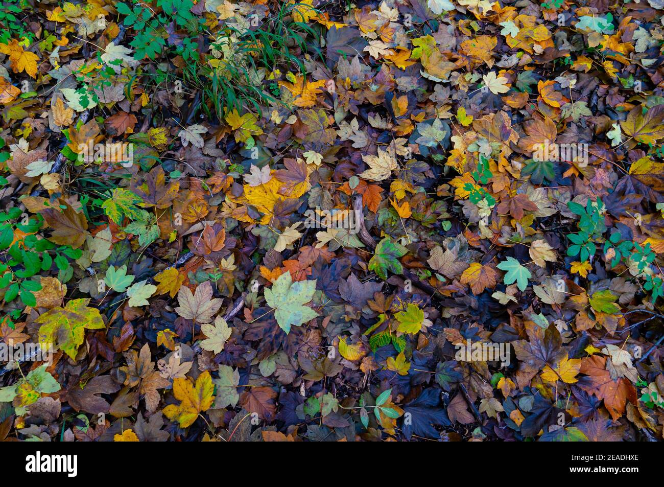 Herbstblätter in Deutschland bunte Blätter auf dem Boden mit Pilze Stockfoto