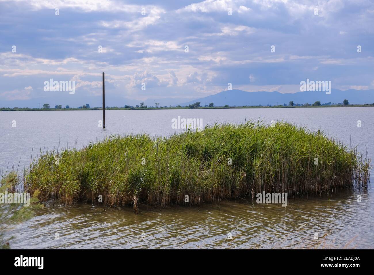 Wilde Unkräuter Patch in einem See mit bewölkten Landschaft in Der Hintergrund Stockfoto