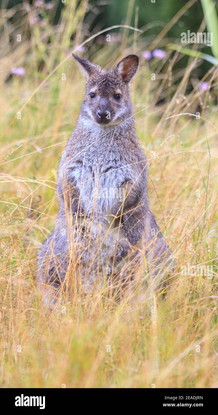Rothalswallaby oder Bennett-Wallaby ((Macropus rufograiseus) Im langen Gras stehen Stockfoto