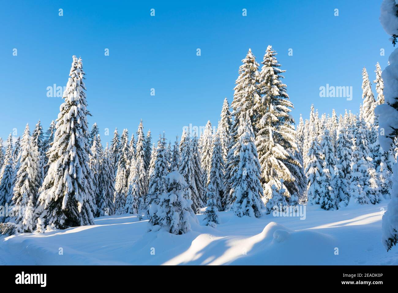 Fichte Nadelwald mit Schnee im Winter abgedeckt Stockfoto