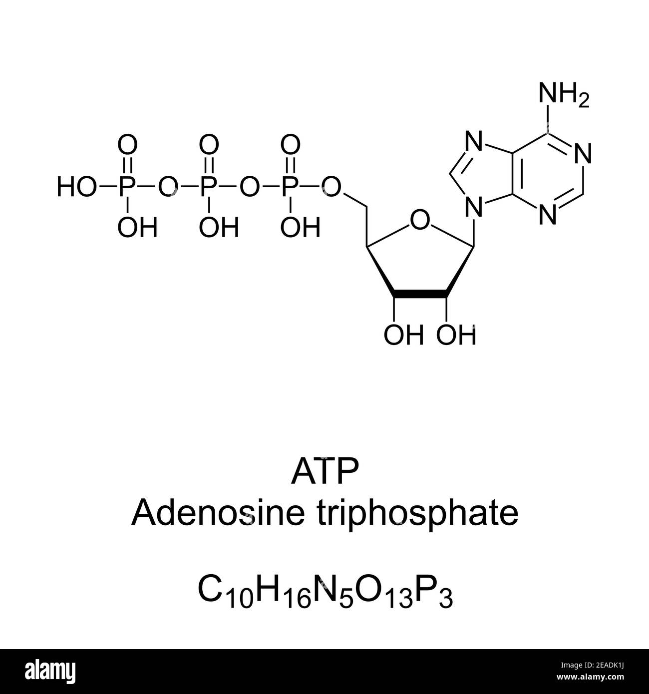 Adenosintriphosphat, ATP, chemische Formel und Skelettstruktur. Liefert Energie, um viele Prozesse in lebenden Zellen aller Lebensformen zu treiben. Stockfoto