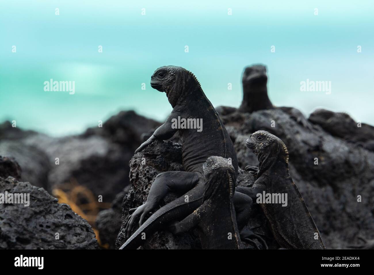 Galapagos Marine-Leguane, Isabela-Insel, Ecuador Stockfoto