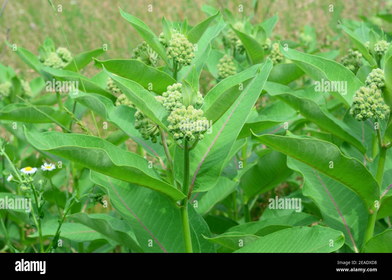 Asclepias syriaca oder gemeine Milchkrautpflanze ist eine gute Honigpflanze, aber eine invasive Art in Europa, da sie hohe Risiken für die einheimische Artenvielfalt birgt. Stockfoto