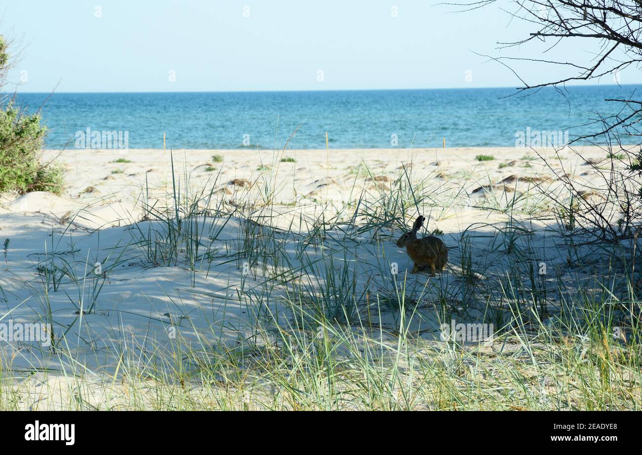 Ein Hase oder Jackrabbit sitzt am Sandstrand mit einem blauen Meer im Hintergrund im Sommer. Stockfoto