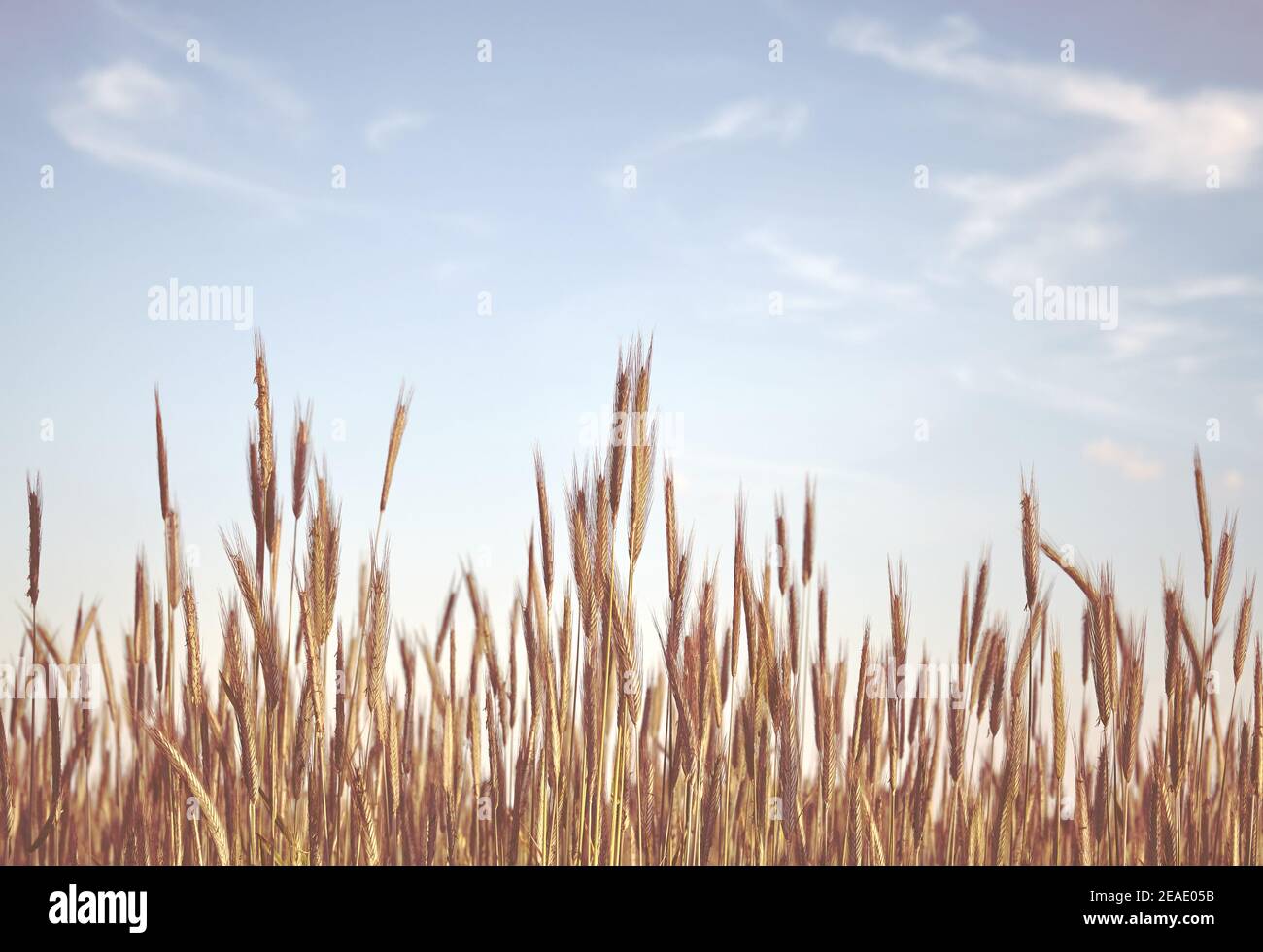 Retro getöntes Bild eines Kornfeldes, selektiver Fokus. Stockfoto