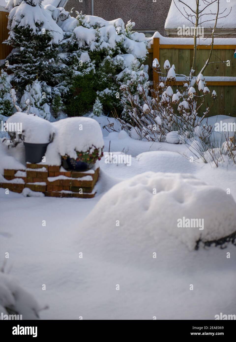 Glasgow, Schottland, Großbritannien. Februar 2021, 9th. Im Bild: Eine dicke Decke aus schweren Schneeteppichen Gärten auf und ab das Land von Zentral-Schottland nach Storm Darcy hat fast einen Fuß Schnee fallen über Nacht blockiert Wege und Pilling hoch an Wänden, Toren, Wheelie-Behälter. In der vorherigen Nacht fiel auch Schnee, aber nicht so viel wie in der letzten Nacht. Die eisigen Temperaturen haben sich um die -1C gehalten, die letzte Nacht war die kälteste bisher. Quelle: Colin Fisher/Alamy Live News Stockfoto