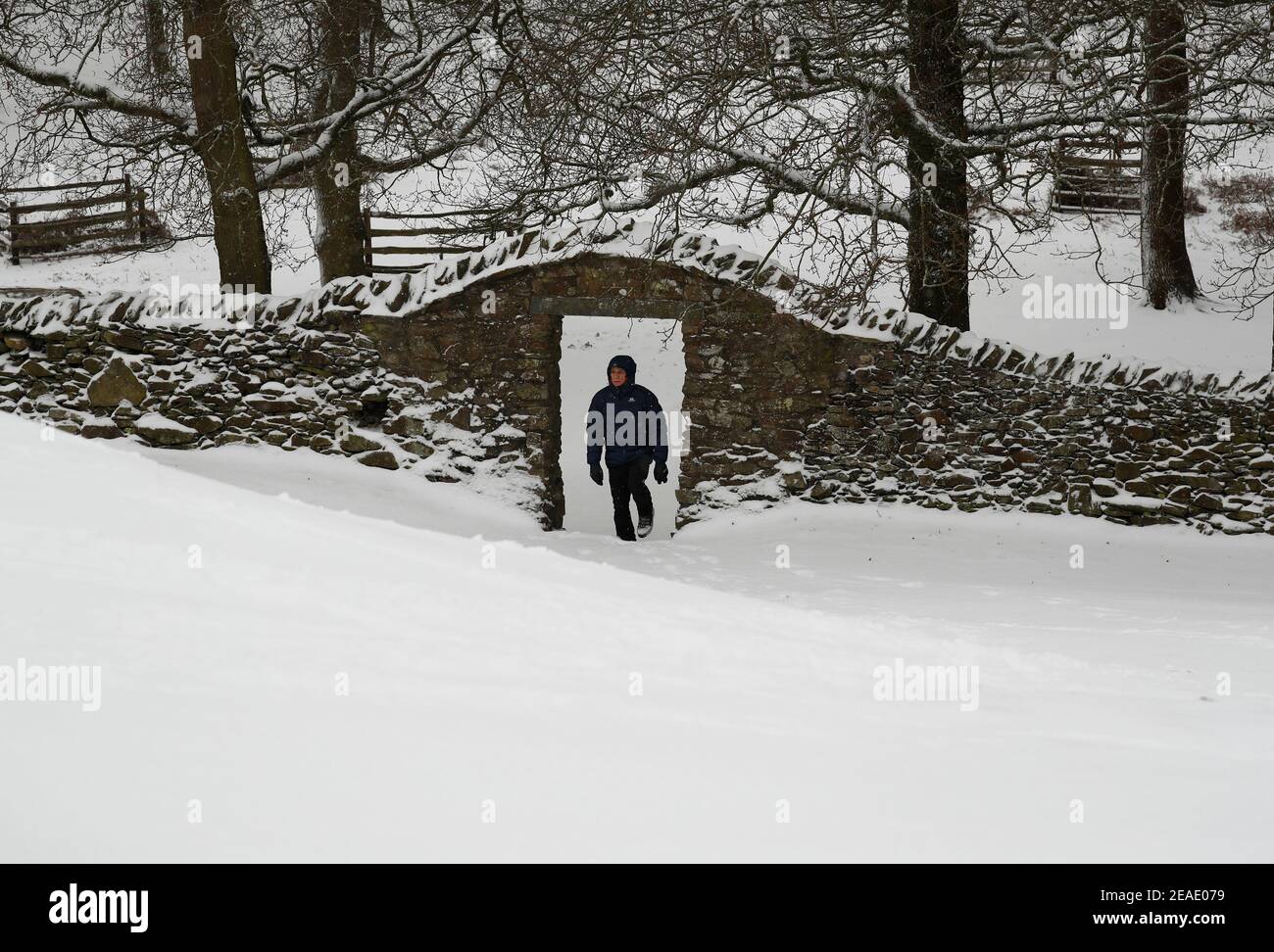 Newtown Linford, Leicestershire, Großbritannien. 9th. Februar 2021. Wetter in Großbritannien. Ein Mann geht durch Neuschnee im Bradgate Park. Credit Darren Staples/Alamy Live News. Stockfoto
