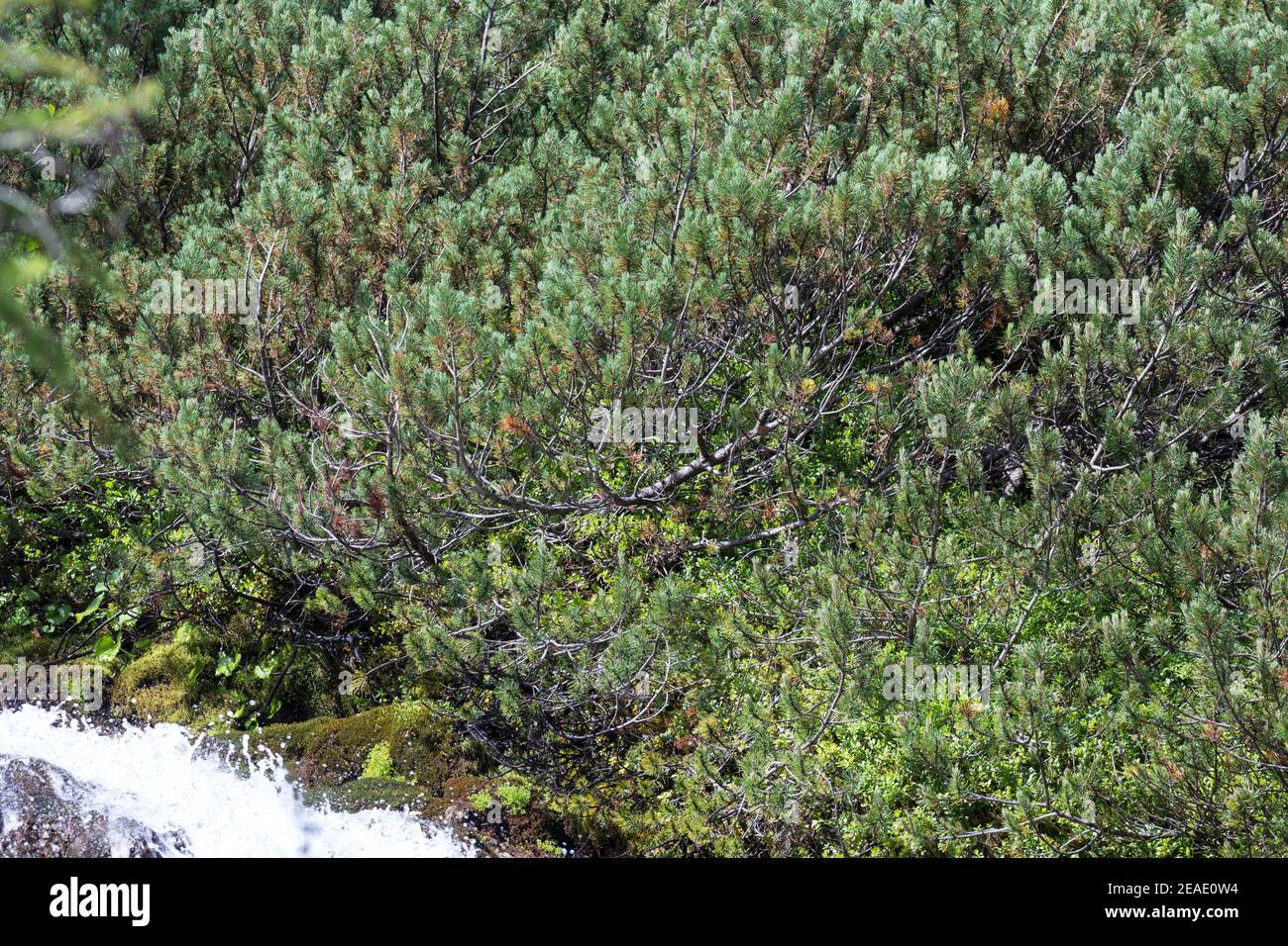 Bergkiefer, Berg-Kiefer, Latsche, Latschenkiefer, Bergföhre, Legföhre, Legkiefer, Krummholzkiefer, Krummholz-Kiefer, Kiefer, Krüppelkiefer, Pinus mugo Stockfoto