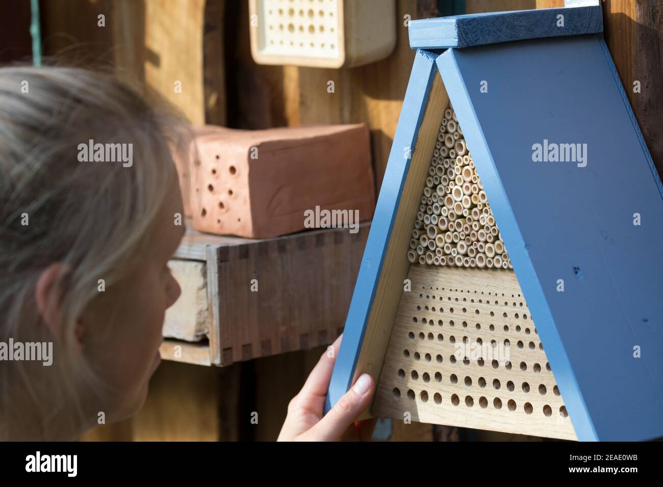 Beobachtung an Wildbienen-Nisthilfen, junge Frau beobachtet Wildbienen an Nisthilfen. Wildbienen-Nisthilfen, Wildbienen-Nisthilfe selbstmachen, selber Stockfoto