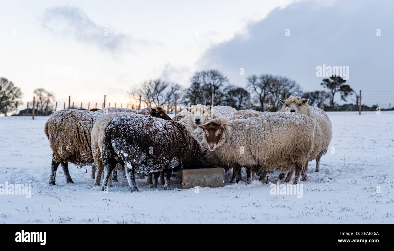 East Lothian, Schottland, Großbritannien, 9th. Februar 2021. UK Wetter: Hardy reine gezüchtet stark schwangere Shetland Schafe im Winter Schnee Fütterung aus einem Trog Stockfoto