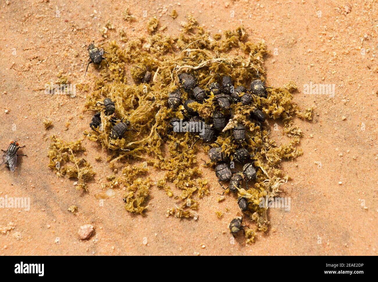 Eine große Anzahl von Spinne Dung Käfer sammeln sich auf frischem Nilpferd. Ein kleineres Mitglied der Skarabäus-Familie mit deutlich langen Hinterbeinen Stockfoto